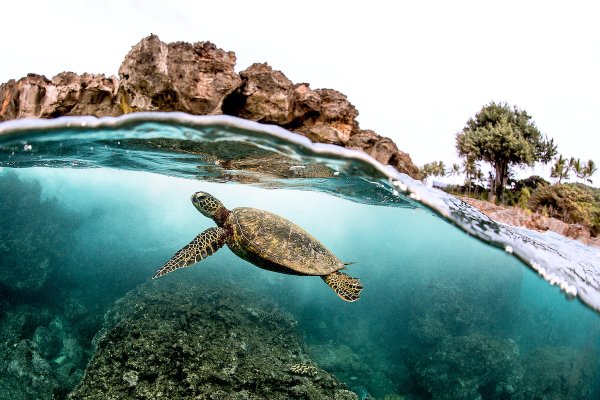 Top 7 Ways to Bring Marine Education to Your Community